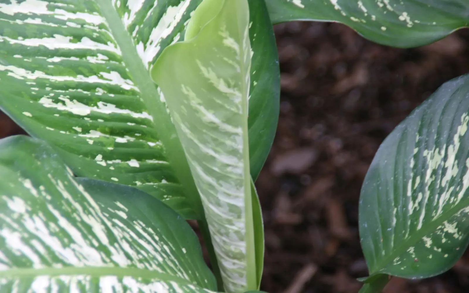 Broad Dieffenbachia seguine leaves boldly splashed with cream and pale green over dark green