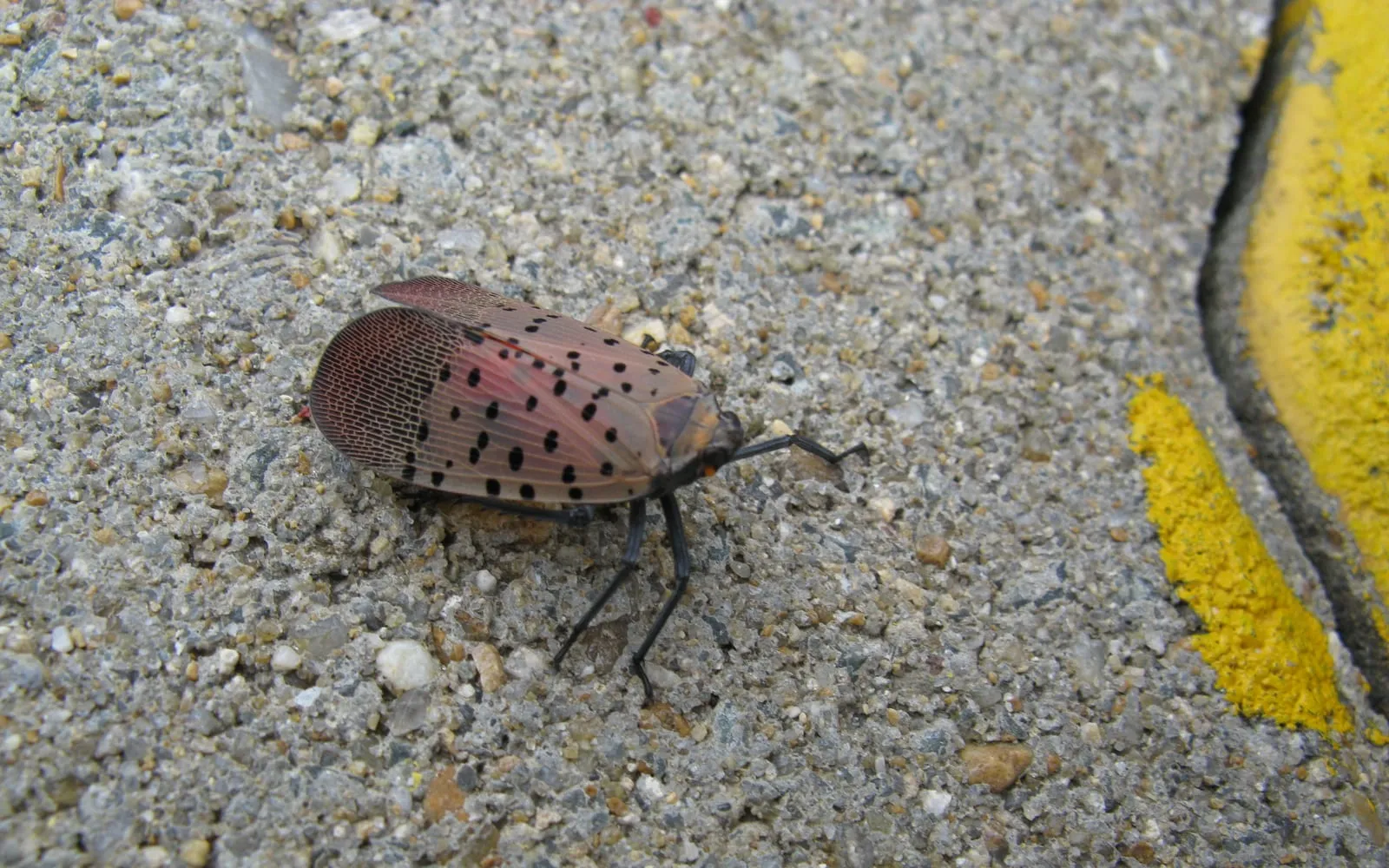 A large planthopper on concrete, its folded pinkish-grey forewings marked with scattered black spots