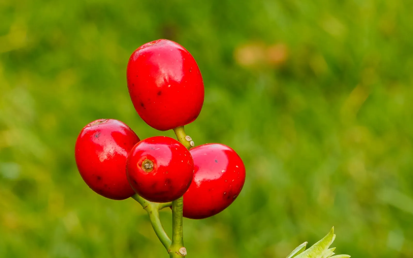 A cluster of glossy scarlet Aucuba berries, which only a pollinated female plant carries