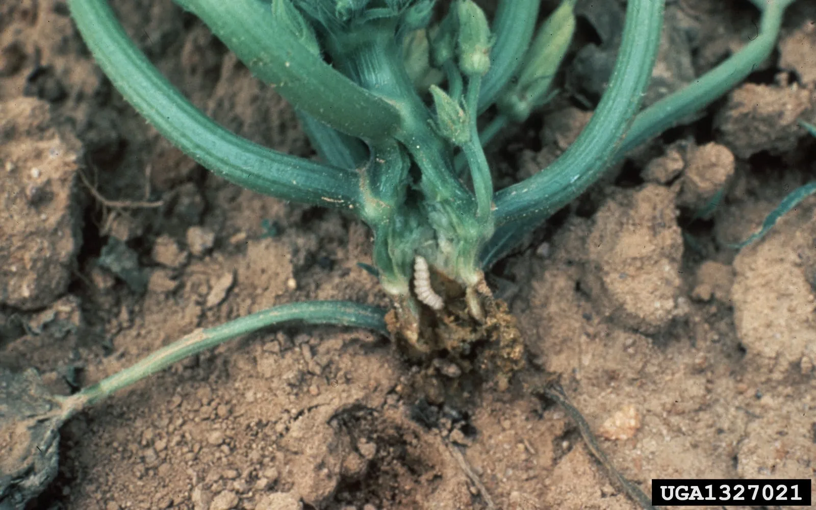 The base of a squash plant with a fat white grub emerging from the stem, and a heap of wet sawdust-like frass on the soil beneath it
