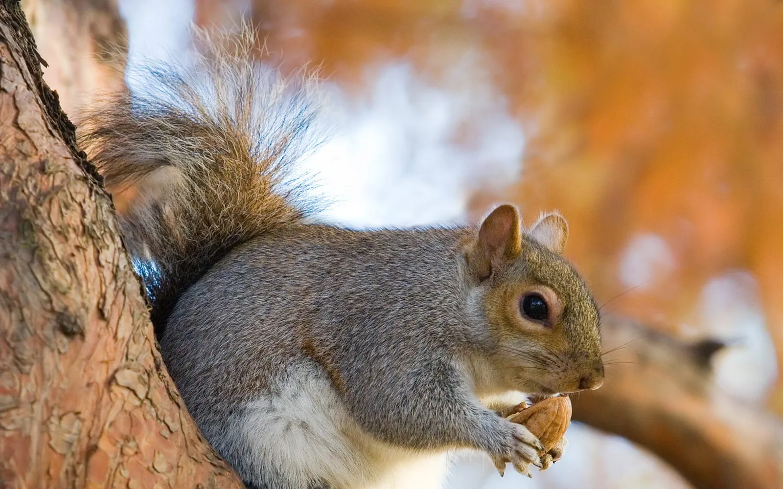 A grey squirrel sitting in the fork of a tree holding a hazelnut in both front paws, autumn colour behind it