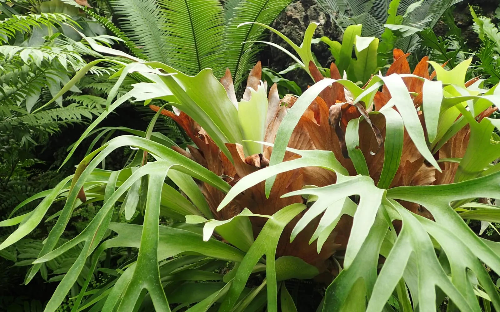 A staghorn fern with green antler-shaped fronds arching out over its brown papery shield fronds