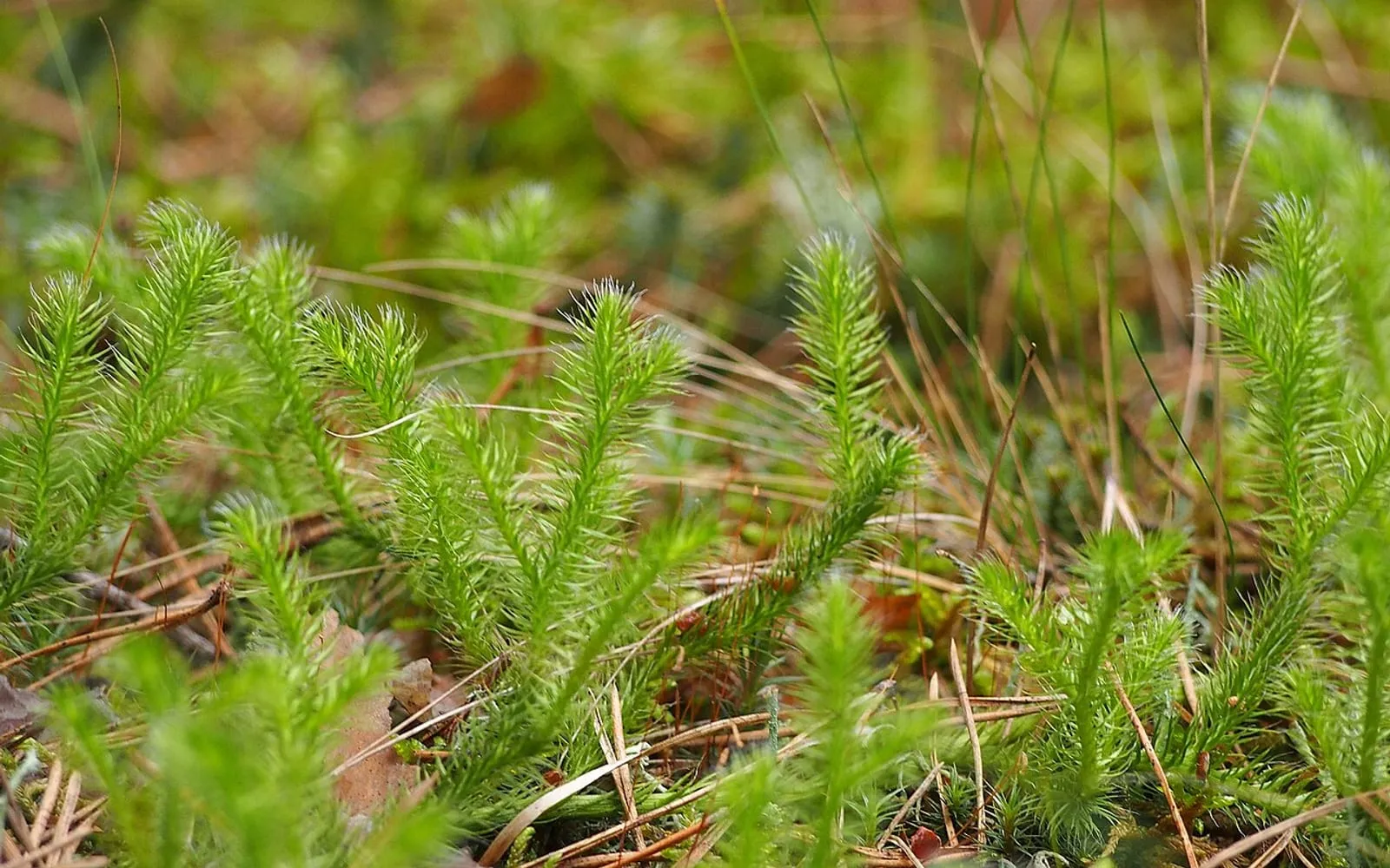 Upright branches of stag's-horn clubmoss densely covered in narrow, needle-like leaves with a soft, bristly texture.