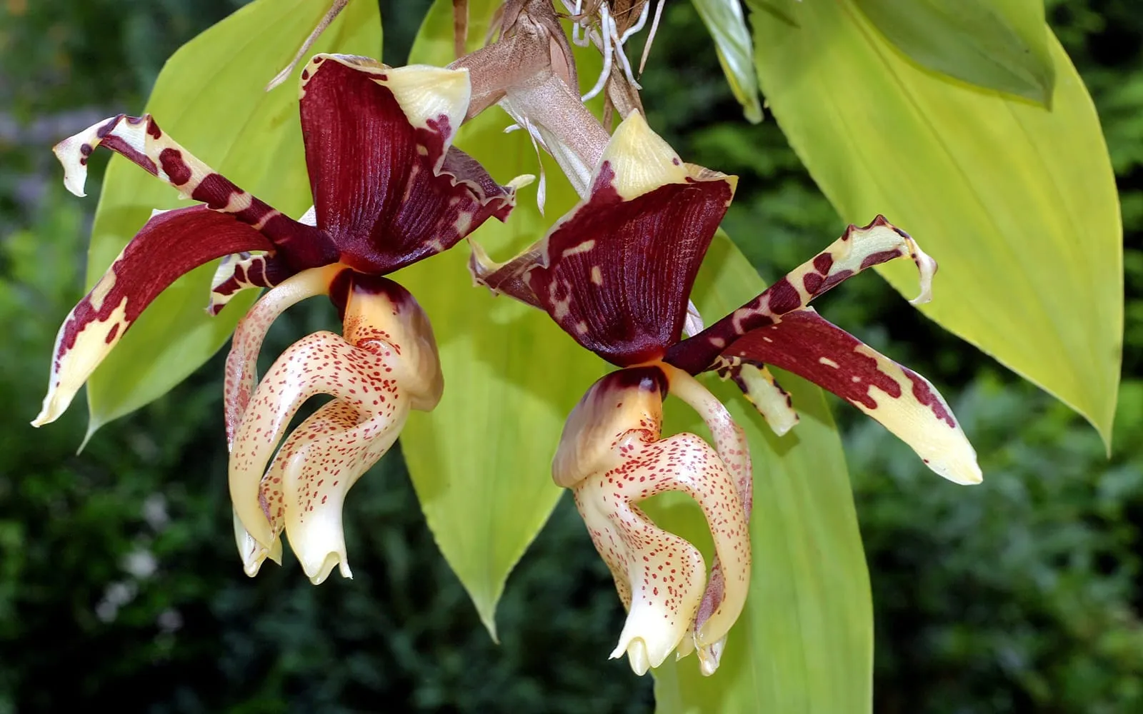 Two waxy, heavily patterned Stanhopea tigrina flowers in maroon, cream and yellow, hanging downward beneath pleated green leaves.
