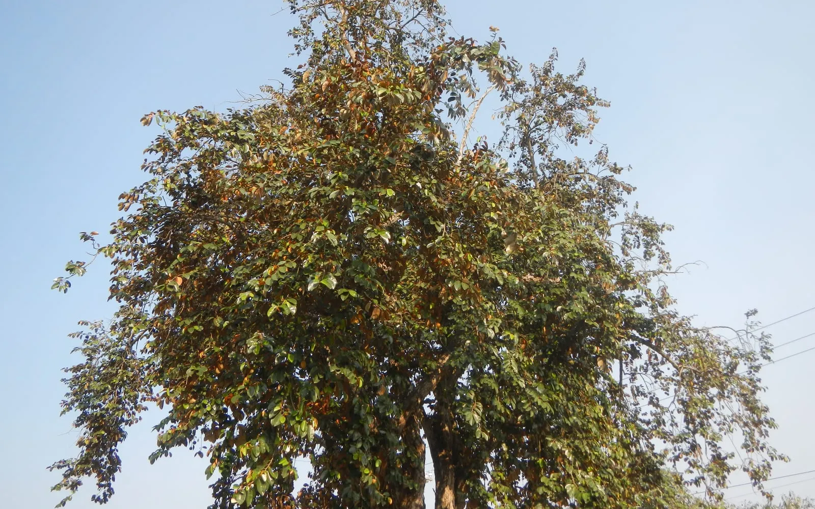 A star apple tree whose canopy flickers green and gold as the leaves turn