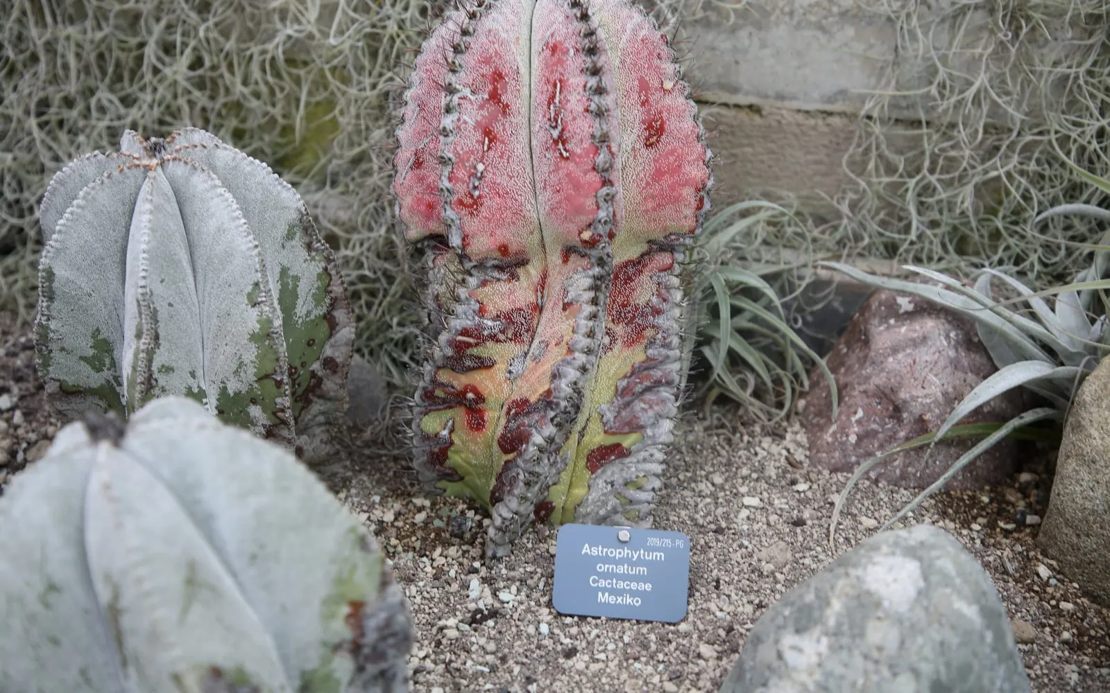 A star cactus showing its ribbed, star-shaped body flecked with white wool