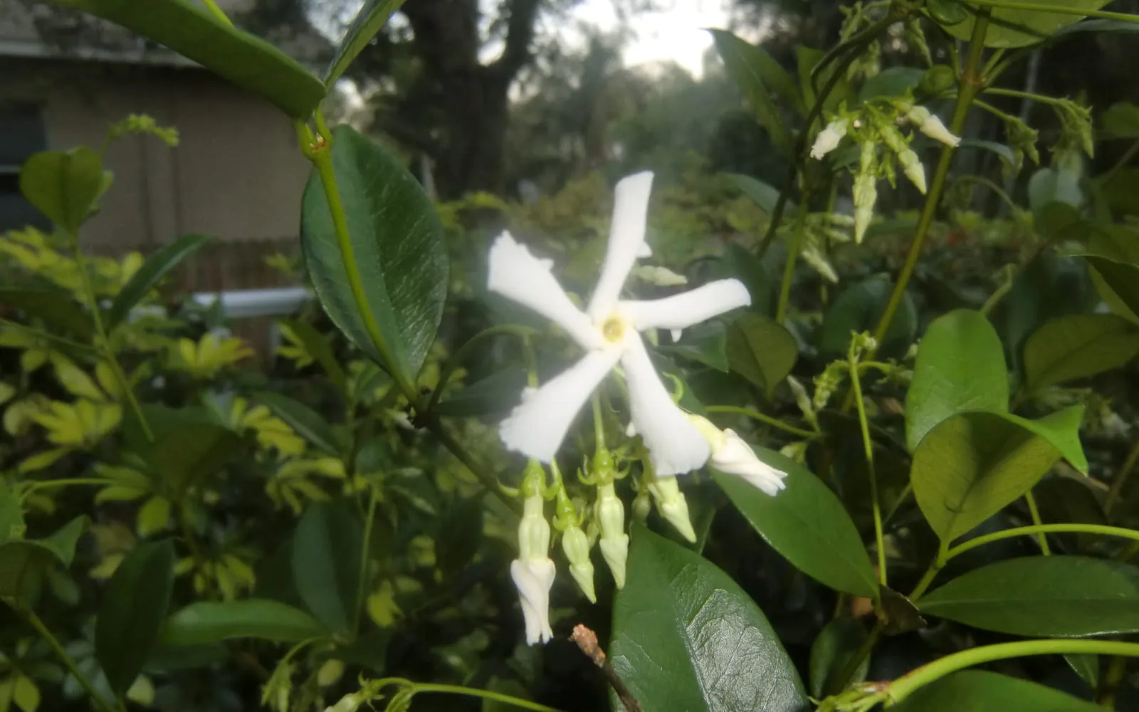 A white star jasmine flower with five petals twisted into a pinwheel among glossy leaves