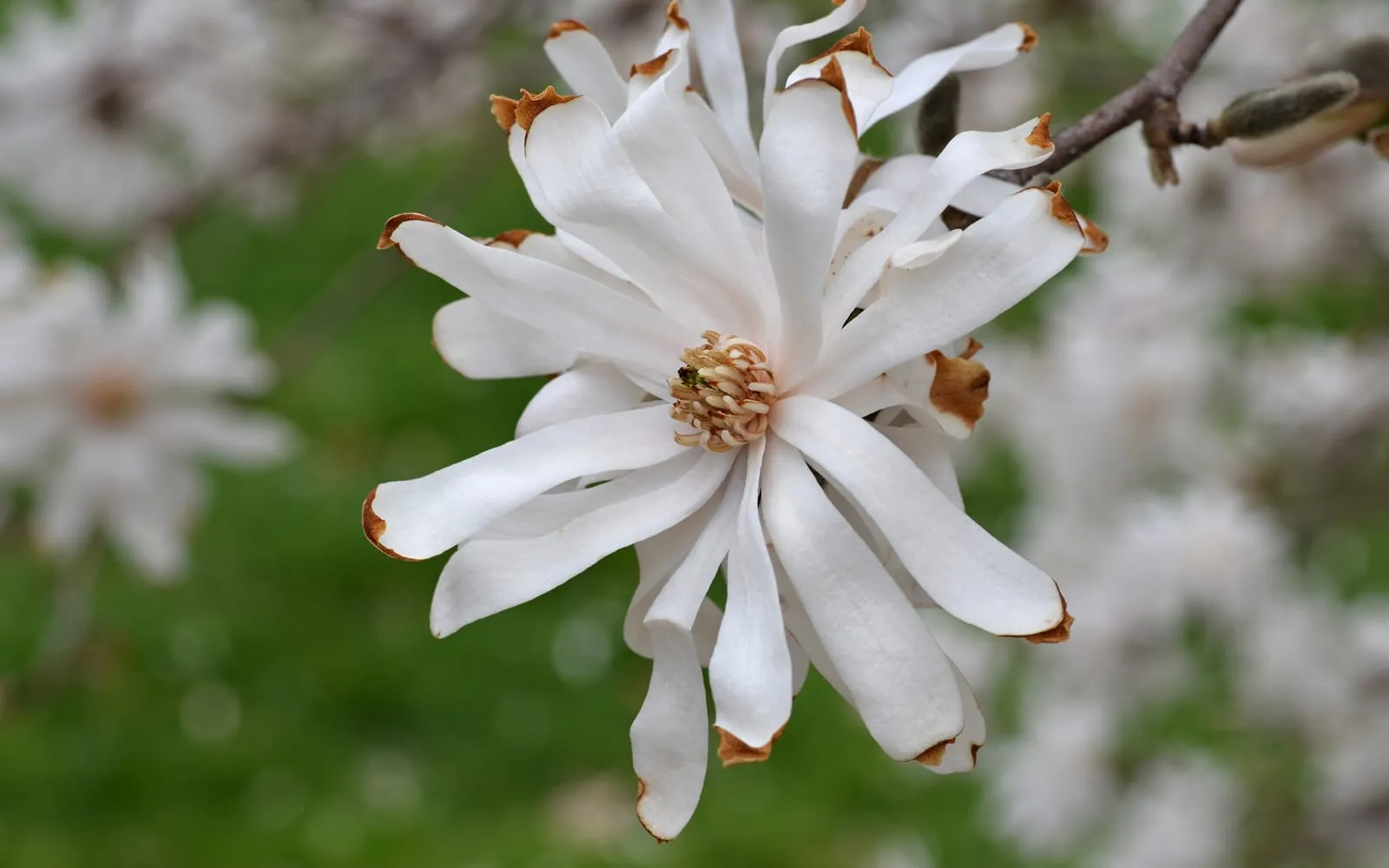 A white star magnolia flower with many narrow, strap-like petals, opening on a bare branch