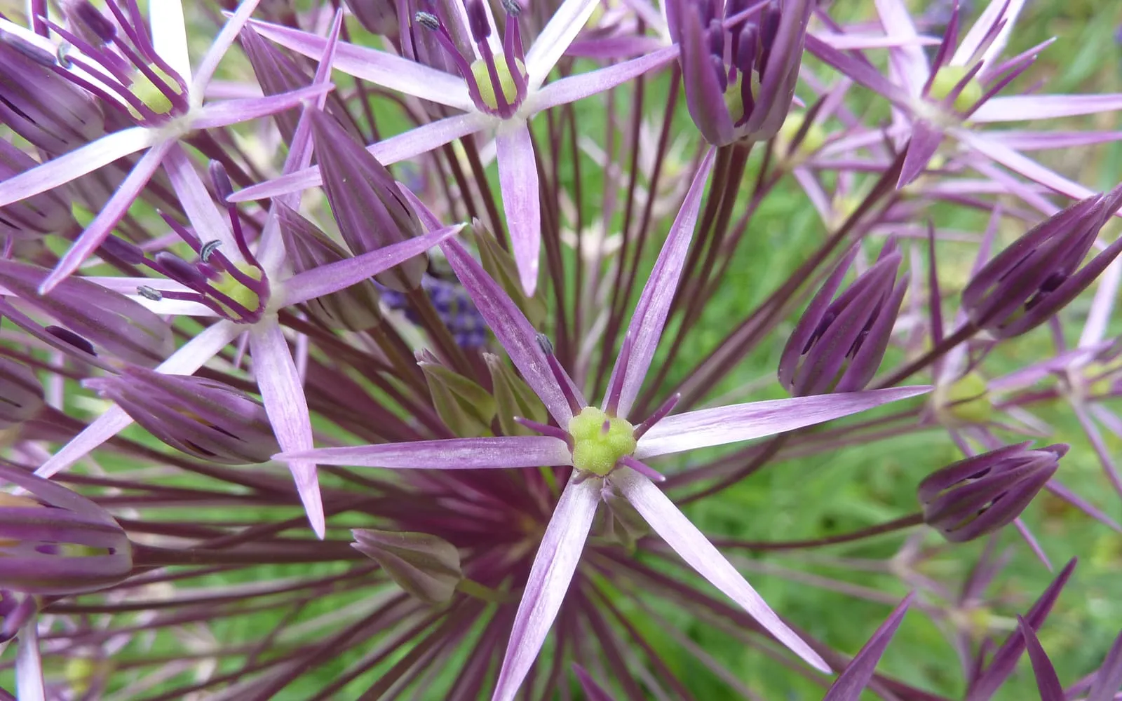 Close-up of a star of Persia flower head showing many large, spiky, metallic purple-pink star-shaped florets