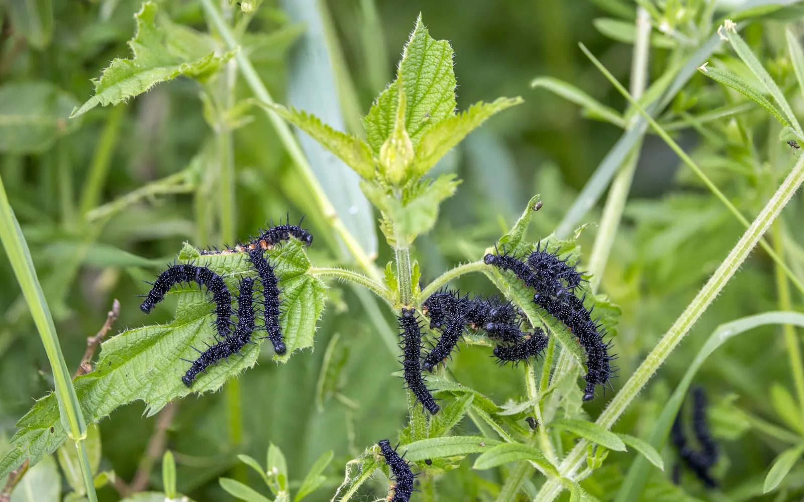 A group of black spiny peacock butterfly caterpillars feeding on the leaves of a stinging nettle