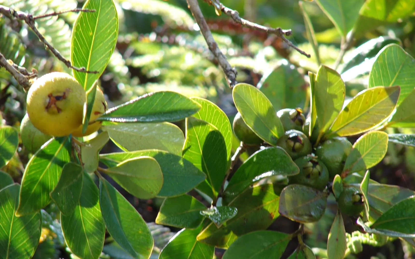 Yellow Cattley guava fruit on the shrub among small thick glossy leaves