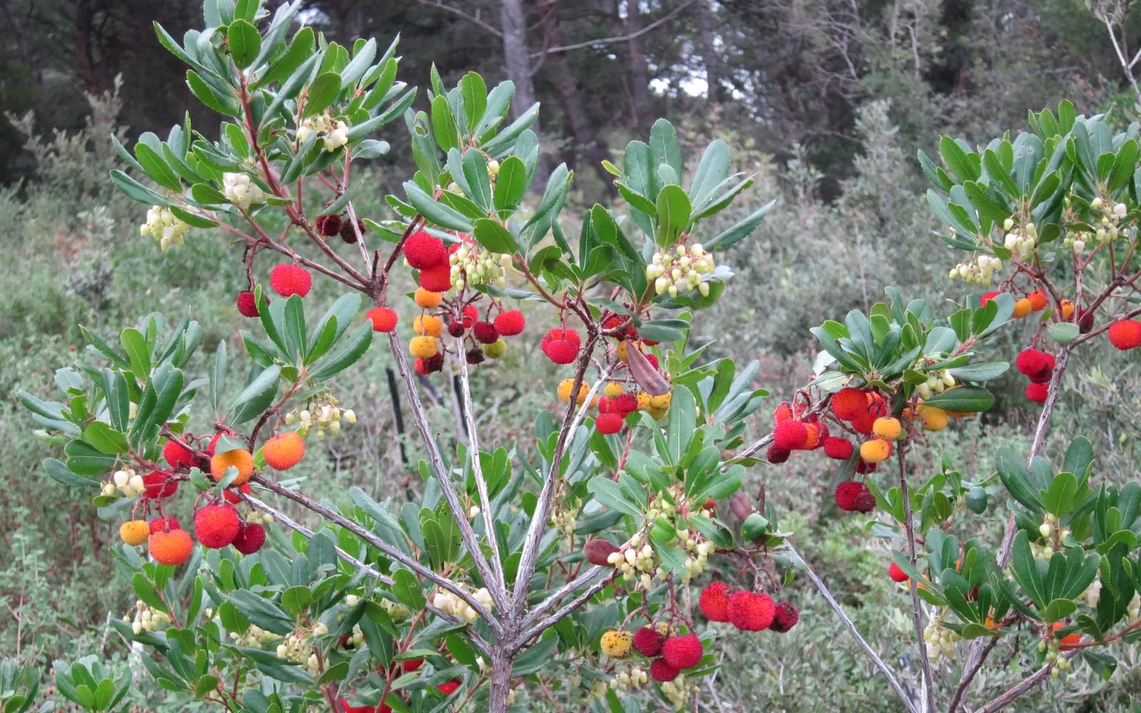 A strawberry tree branch carrying white urn-shaped flower clusters and ripe warty red-orange fruit at the same time, among glossy evergreen leaves