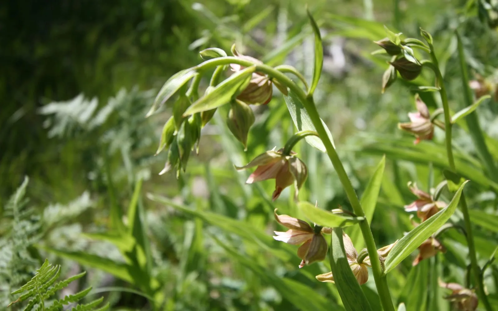 Nodding brownish-purple stream orchid flowers among strap-shaped leaves at a wetland margin
