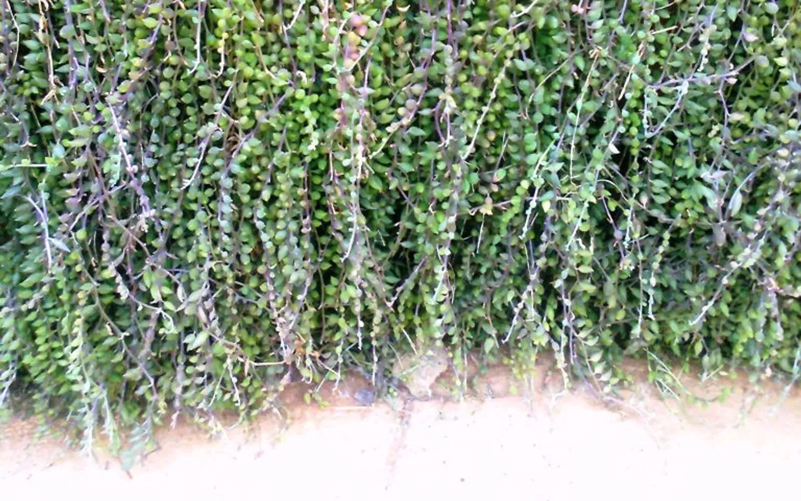 Trailing string of bananas stems hung with small curved, banana-shaped leaves