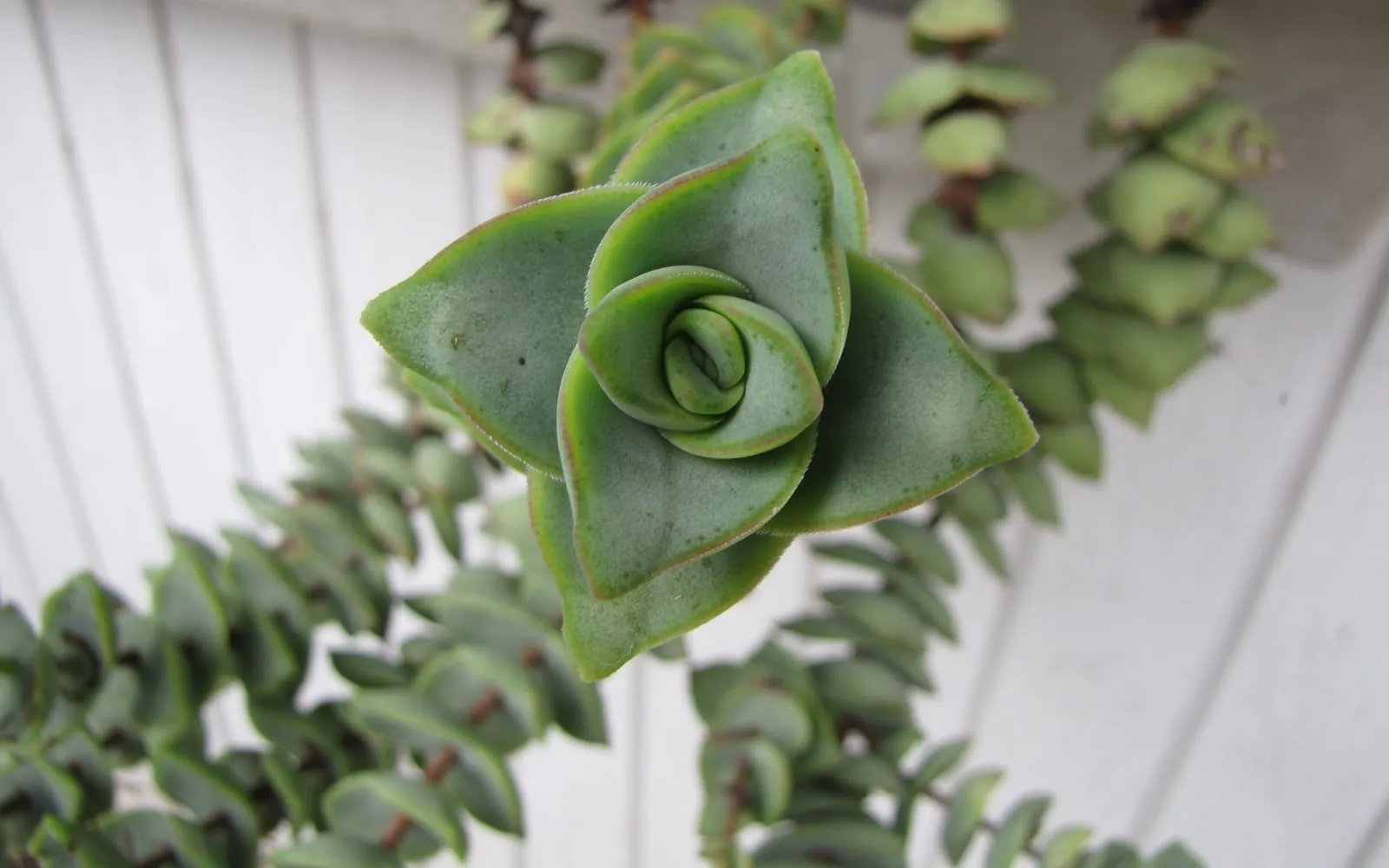 Close-up of Crassula perforata stems with small triangular grey-green leaves stacked tightly in opposite pairs