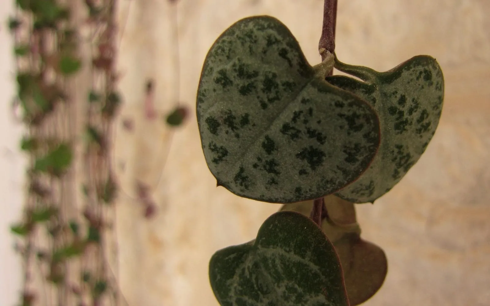 Heart-shaped string of hearts leaves marbled in silver over dark green, hanging in pairs from a slender purple stem