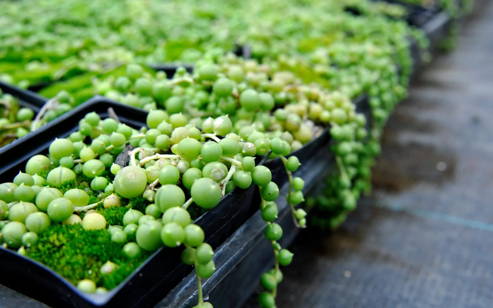 Trays of string of pearls plants, their trailing stems strung with green spherical leaves spilling over the edges