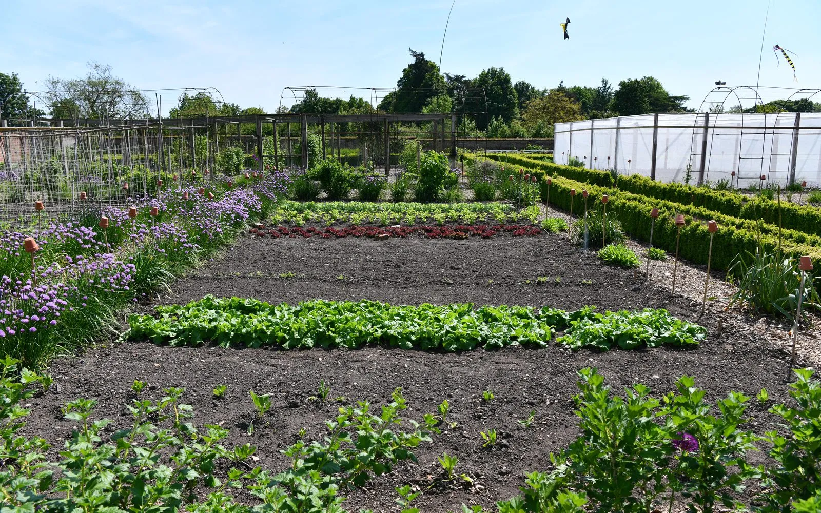Rows of lettuce at different growth stages in a walled kitchen garden, with strips of bare soil between the rows where earlier crops have been cleared