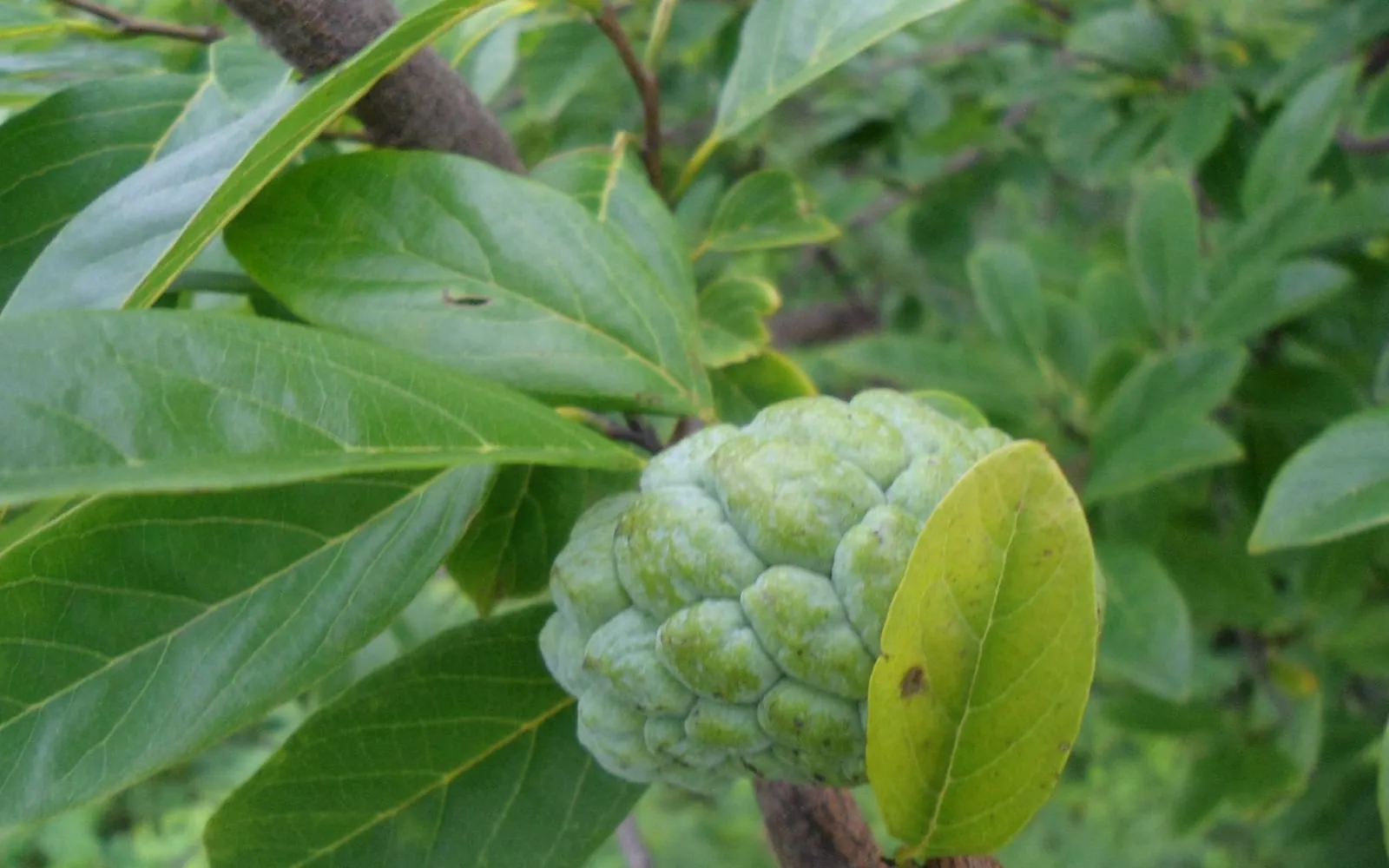 A sugar apple on the branch, its surface a mass of rounded knobs behind pale seams