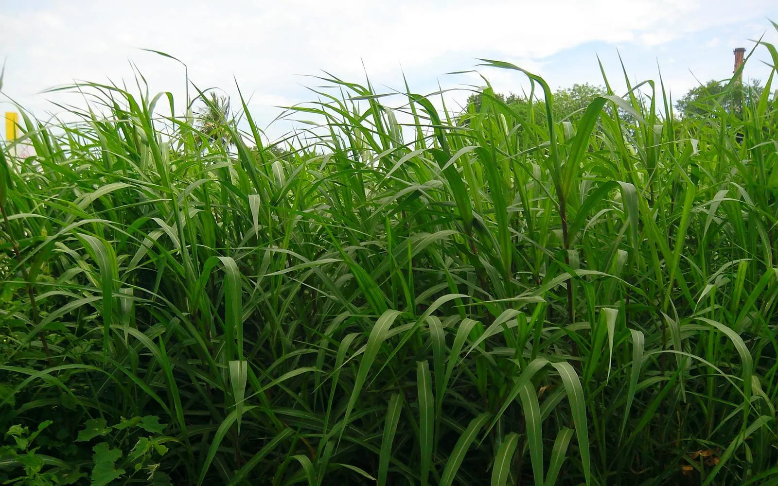 A field of sugar cane with the long arching leaves filling the frame