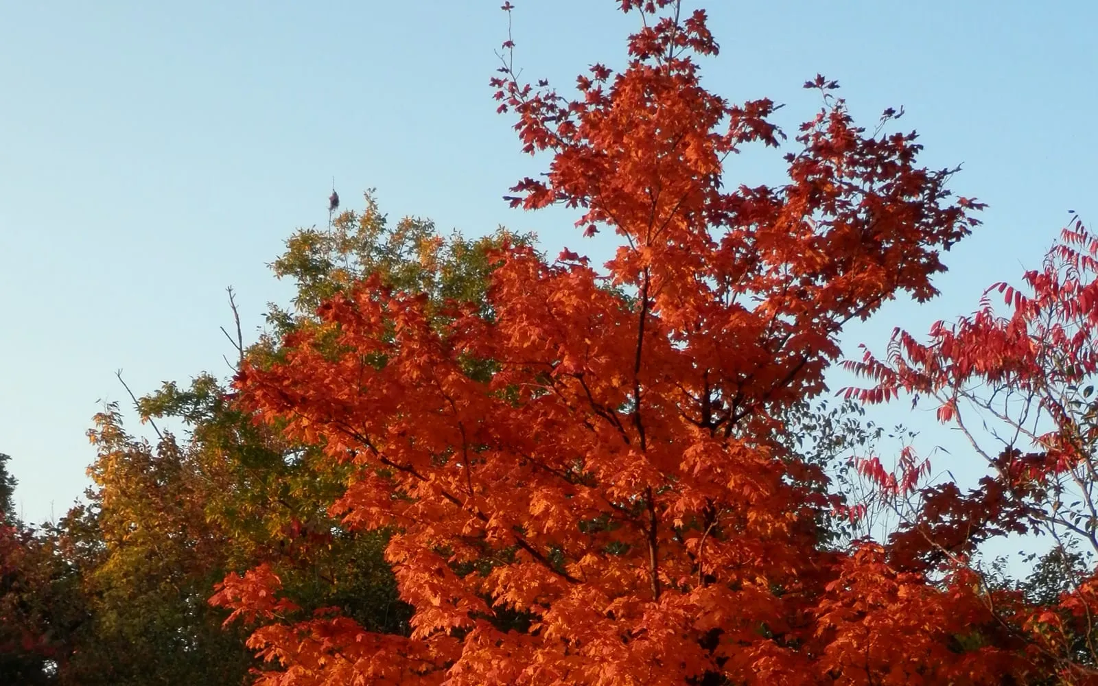 A sugar maple crown blazing orange-red in autumn against a clear blue sky