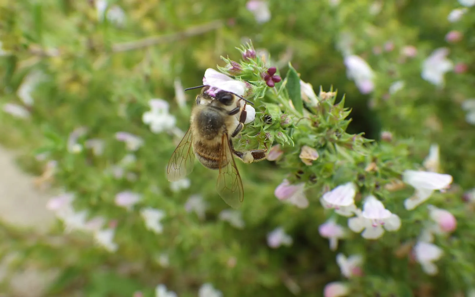 A honeybee working the pale pink-throated flowers of summer savory