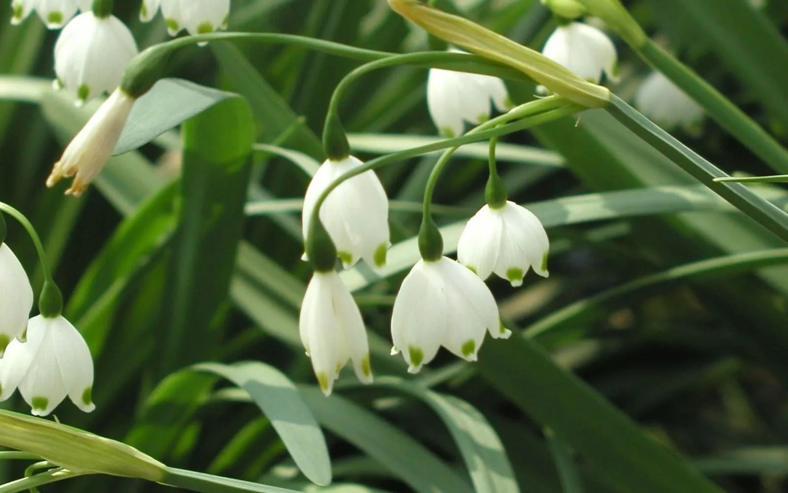 Several nodding white bell-shaped summer snowflake flowers, each petal tipped with a small green spot, hanging above broad strap-shaped leaves