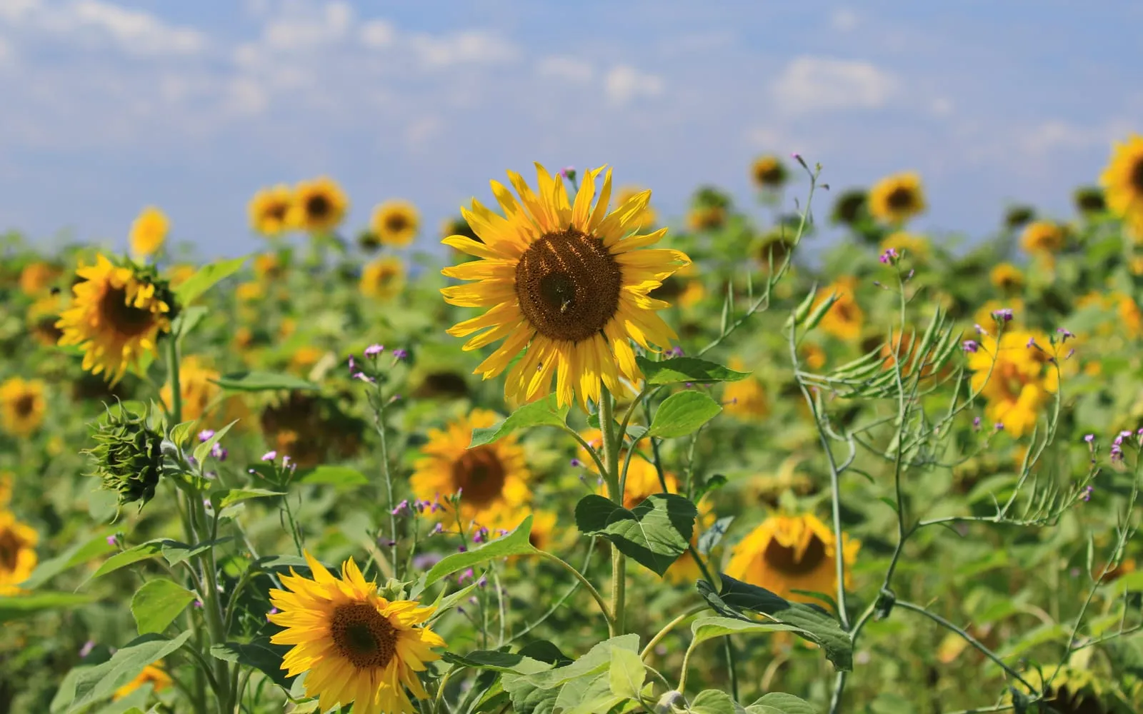 A field of sunflowers in full bloom under a bright sky