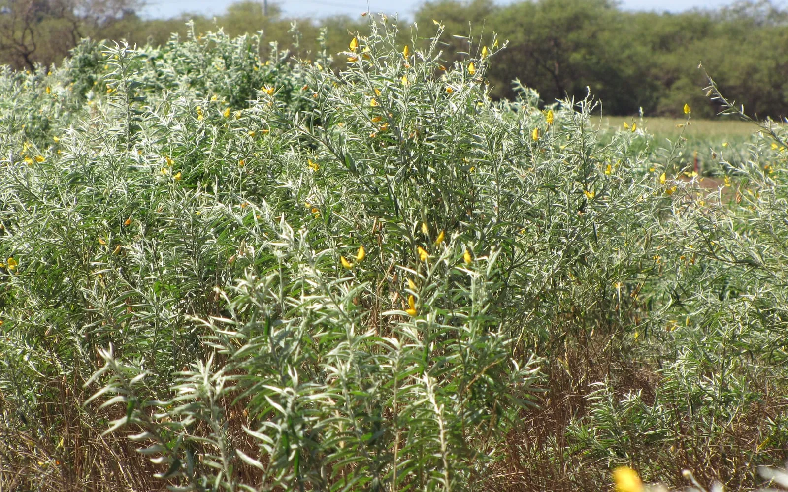 A stand of sunn hemp in yellow flower at the edge of a field
