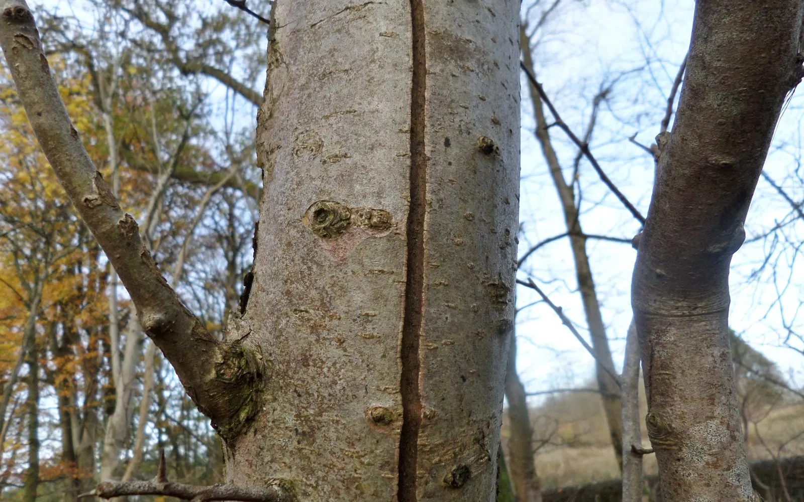 A hawthorn trunk in winter with a long straight vertical crack running the full height of the trunk through smooth grey bark