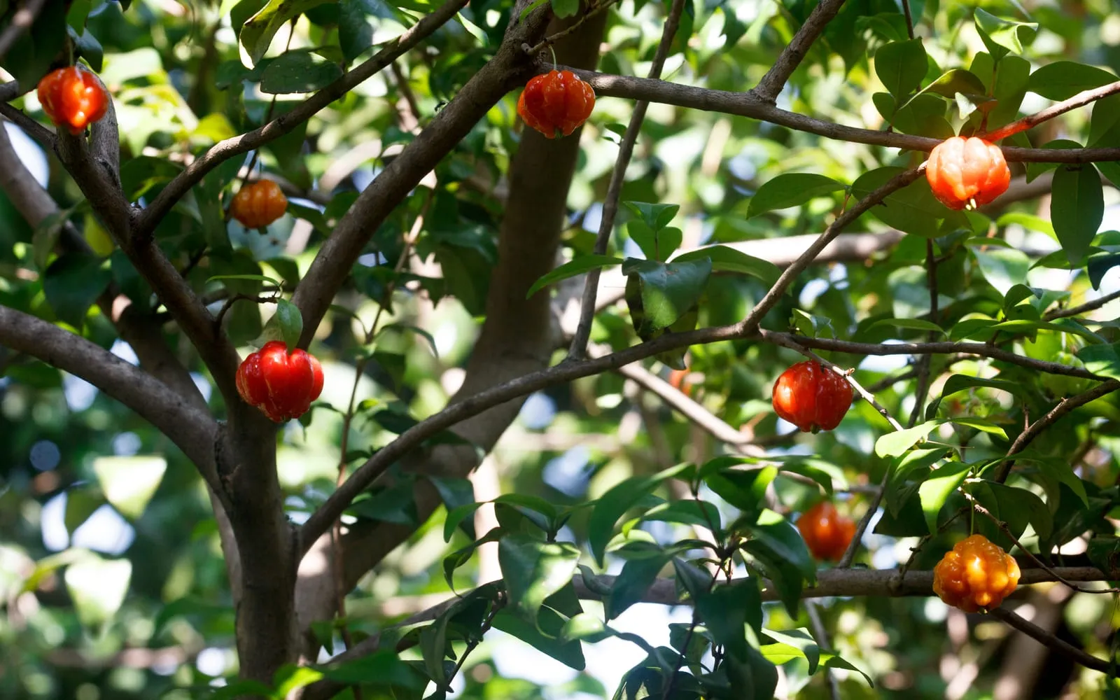 Bright red Surinam cherries on the shrub, each deeply ribbed into lobes
