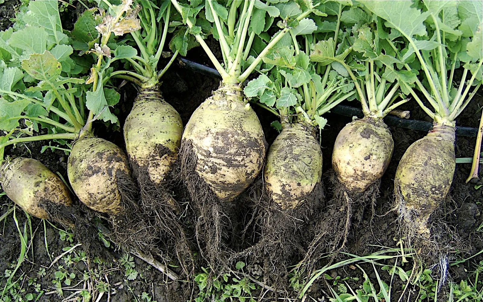 Seven freshly lifted swedes lying on the soil with their smooth blue-green tops still attached