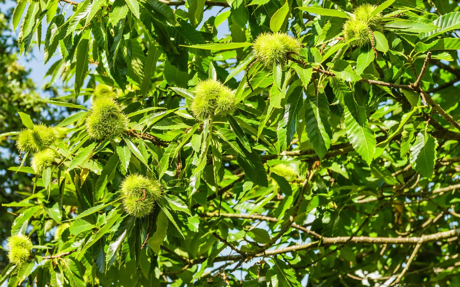 Spiny green sweet chestnut burrs on a branch among long saw-toothed leaves