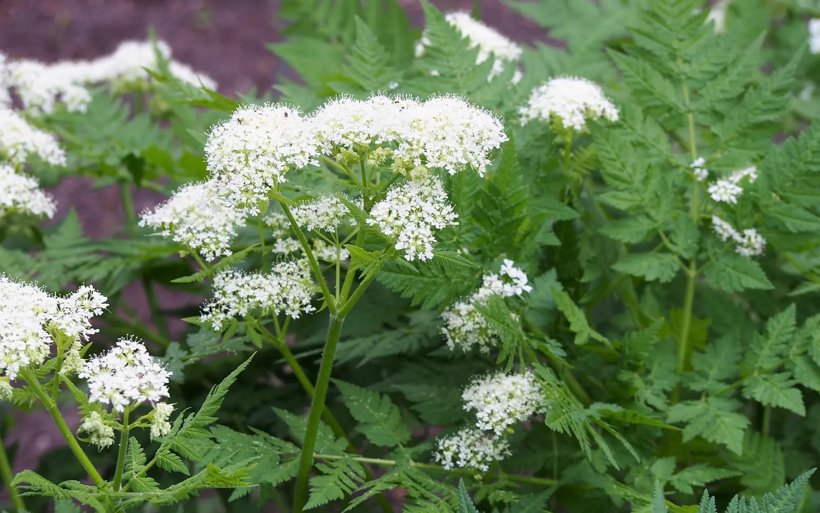 Sweet cicely in white flower above its soft ferny foliage