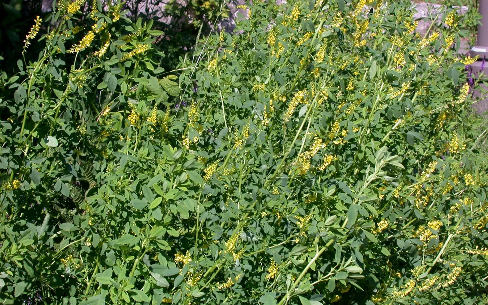 A dense stand of yellow sweet clover in flower