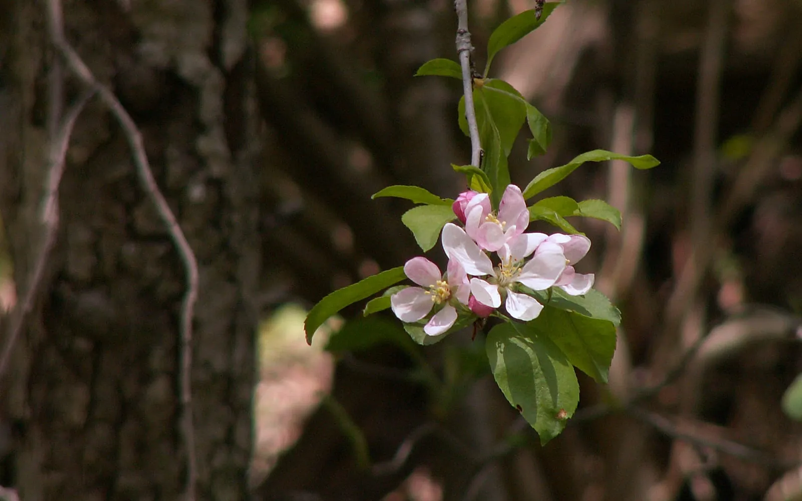 A cluster of pale pink sweet crabapple blossom opening on a bare spring branch