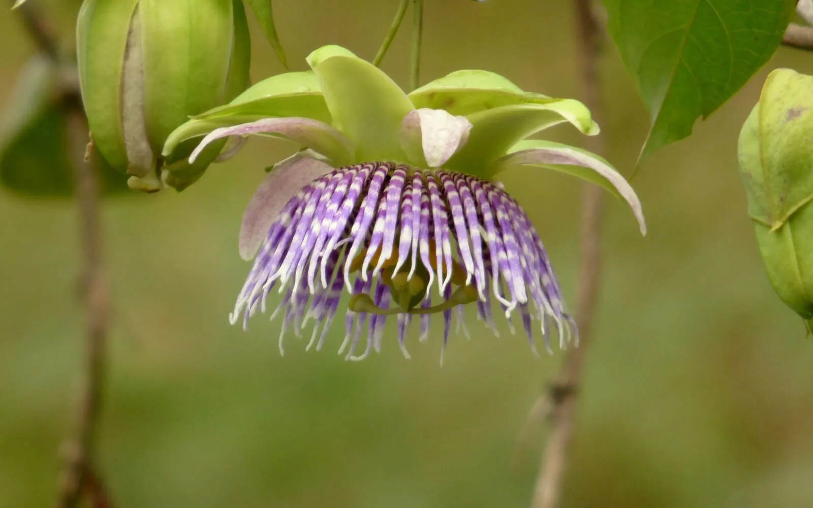 A sweet granadilla flower, its corona banded purple and white, on the vine