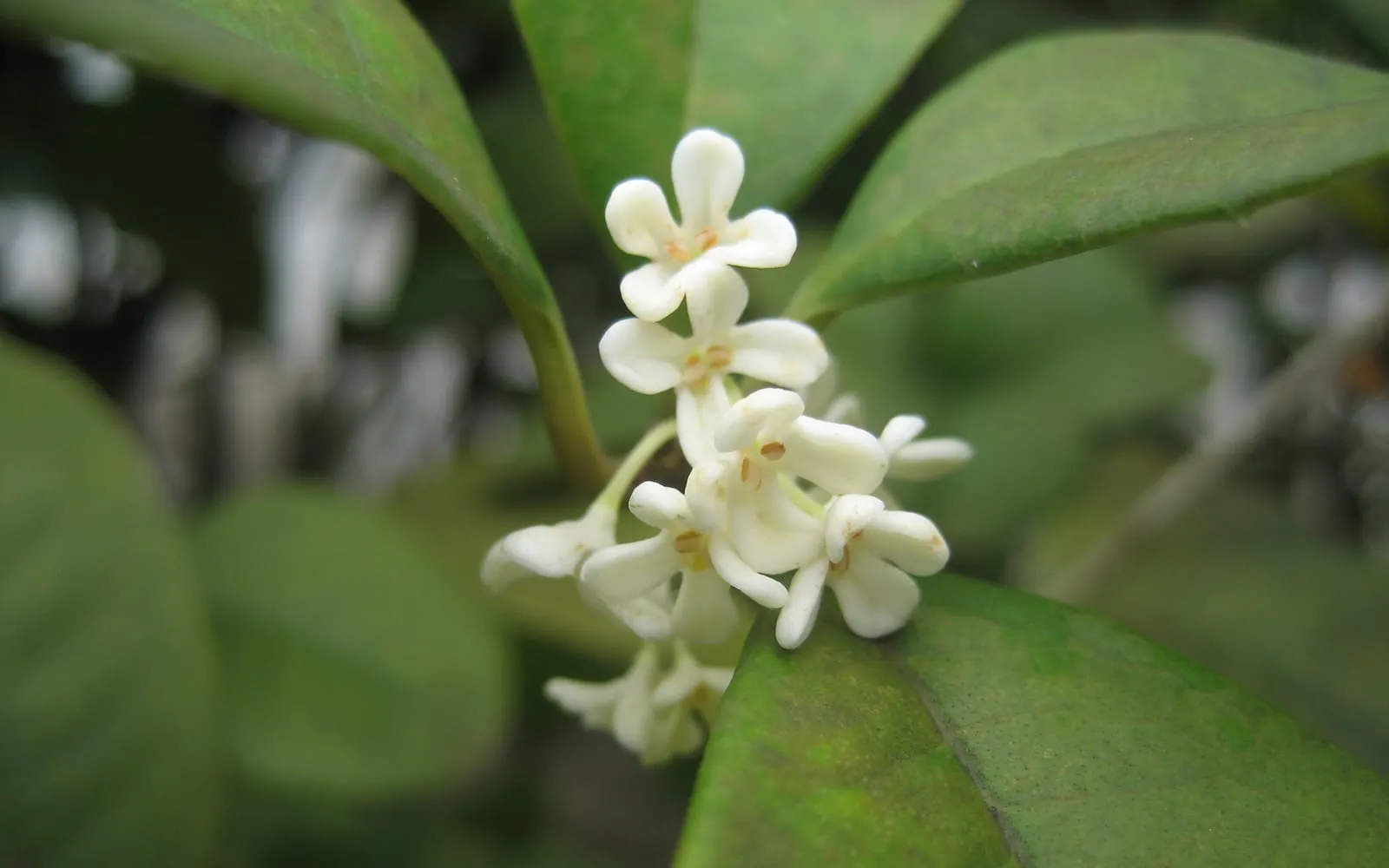 A cluster of small white Osmanthus fragrans flowers against glossy dark green leaves
