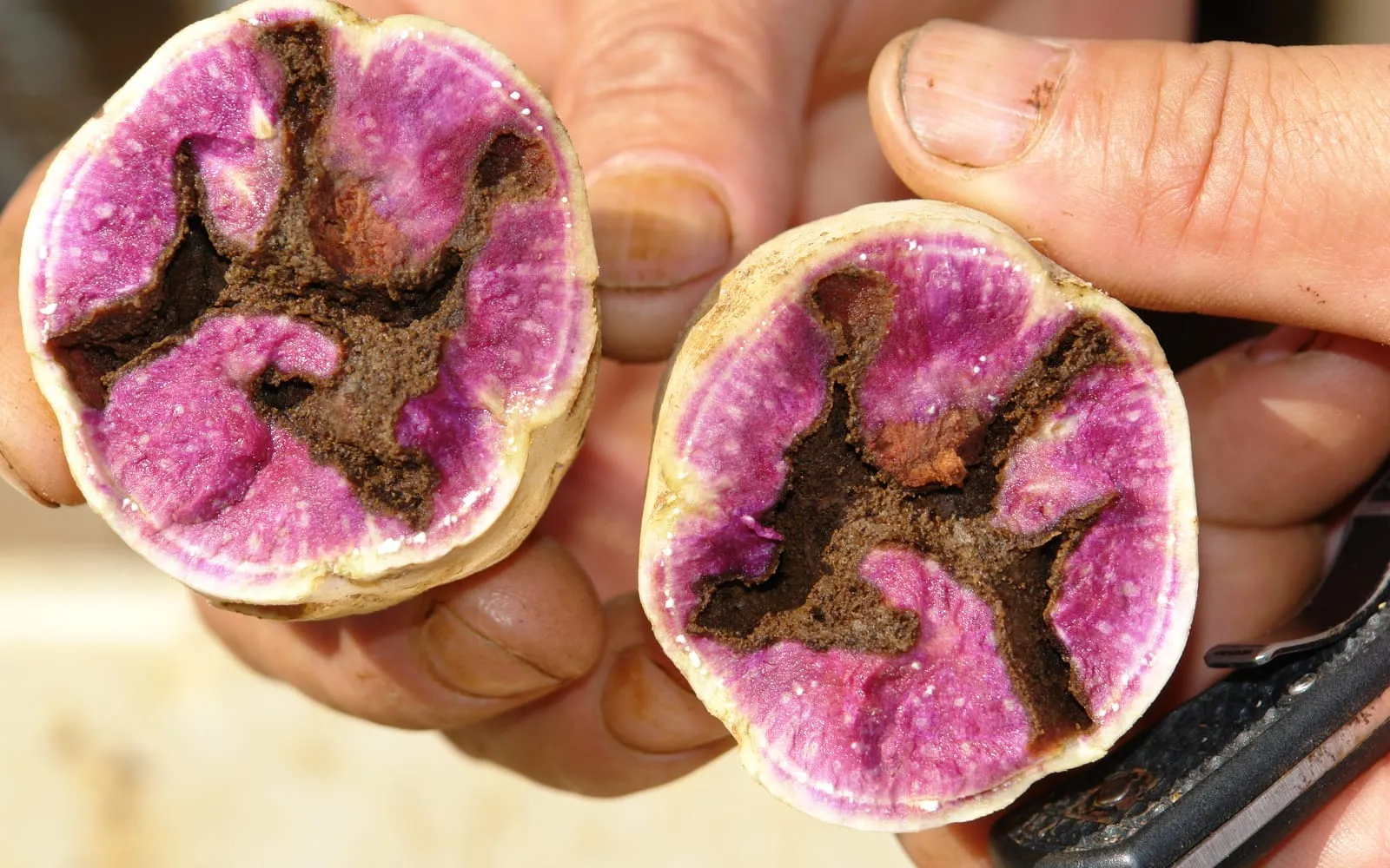 Two halves of a sweet potato cut across, the purple flesh riddled with dark tunnels packed with brown frass