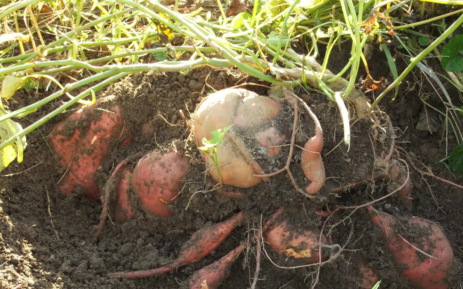Freshly lifted sweet potato roots with pink skin, still attached to the trailing vine