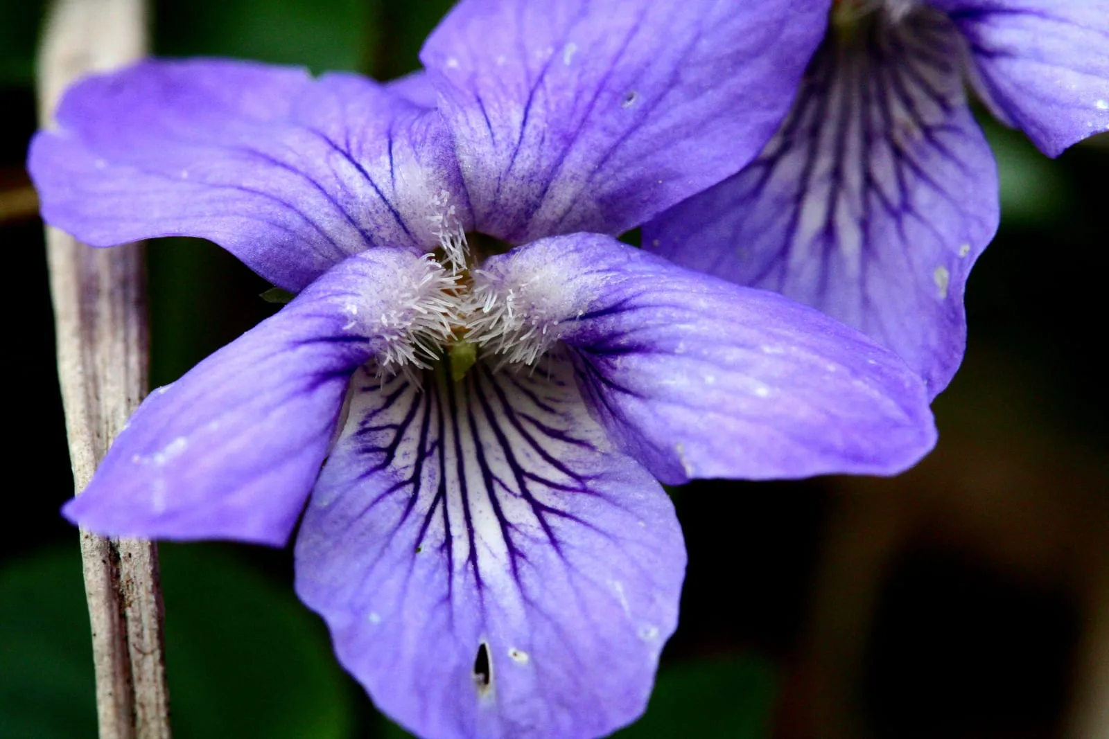 Deep violet sweet violet flowers among heart-shaped green leaves