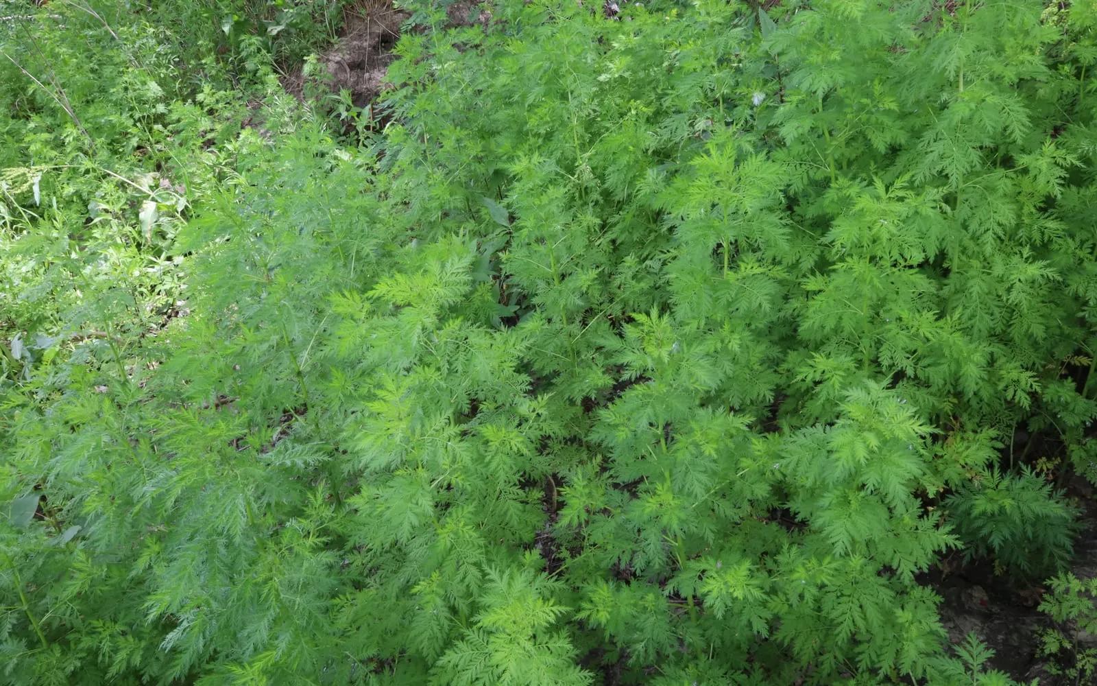 A mass of the fine feathery bright green foliage of sweet wormwood