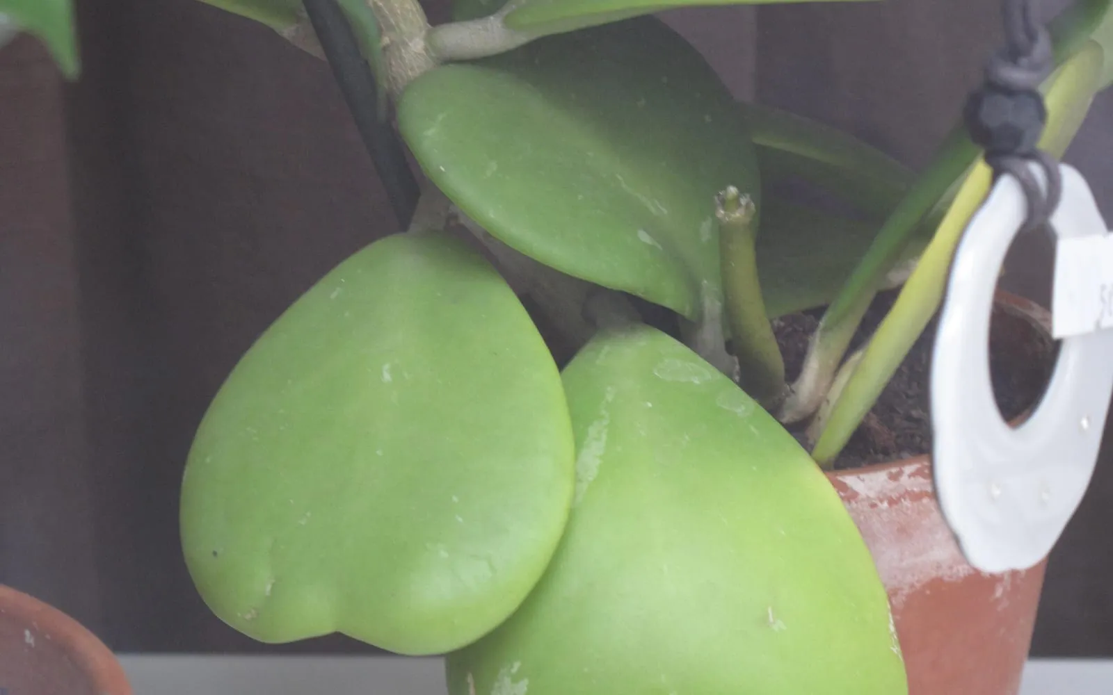 Two thick, glossy, heart-shaped Hoya kerrii leaves growing from a stem in a pot