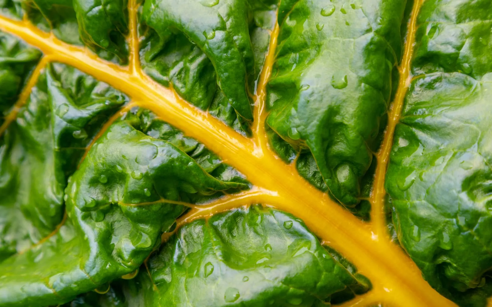 A Swiss chard leaf in close-up, deep green and puckered around a bright yellow midrib beaded with water