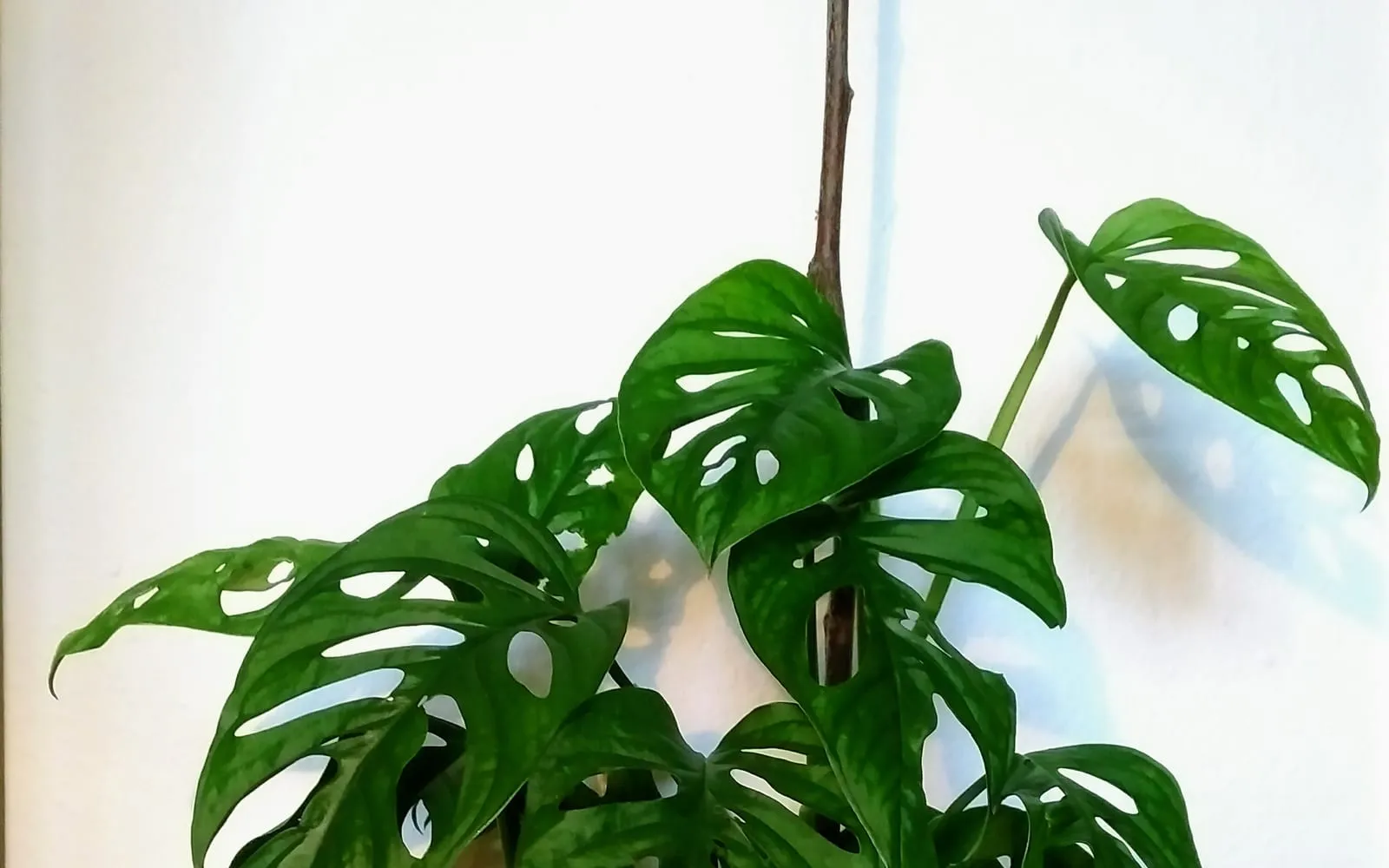 A trailing Monstera adansonii whose leaves are perforated with rows of closed oval holes