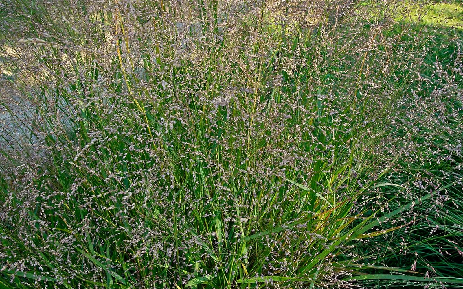 A dense clump of switchgrass with upright green foliage topped by a fine, airy haze of purplish flower panicles.