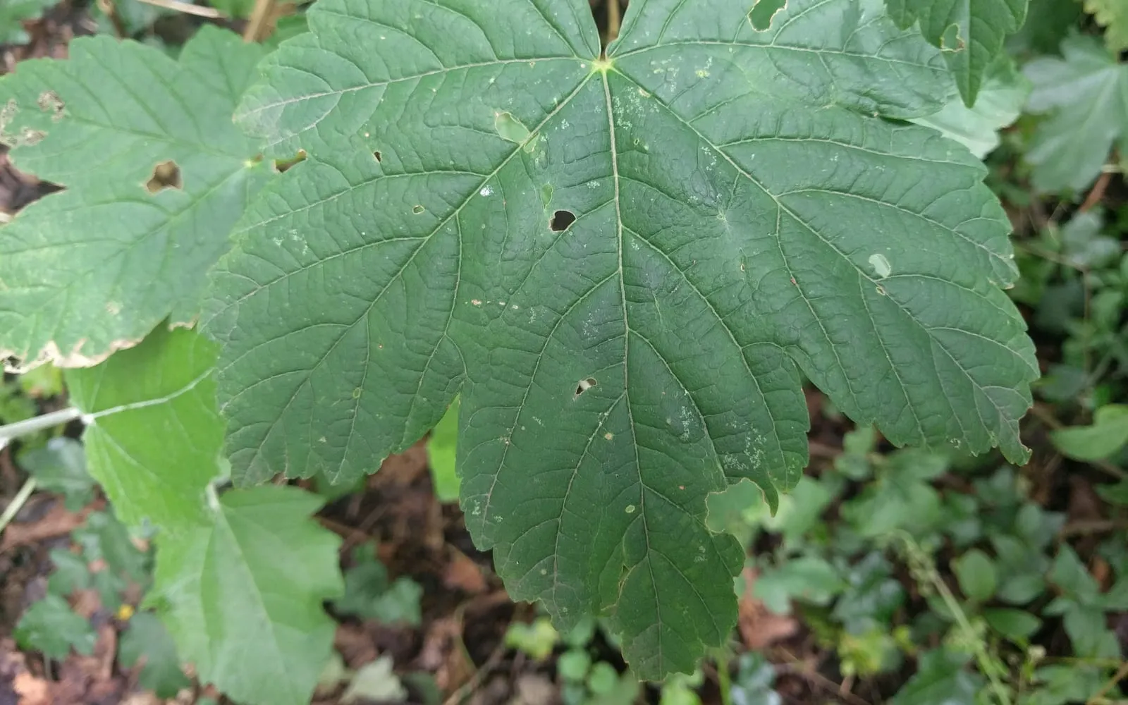 A large five-lobed sycamore leaf with coarsely toothed margins and deeply impressed veins