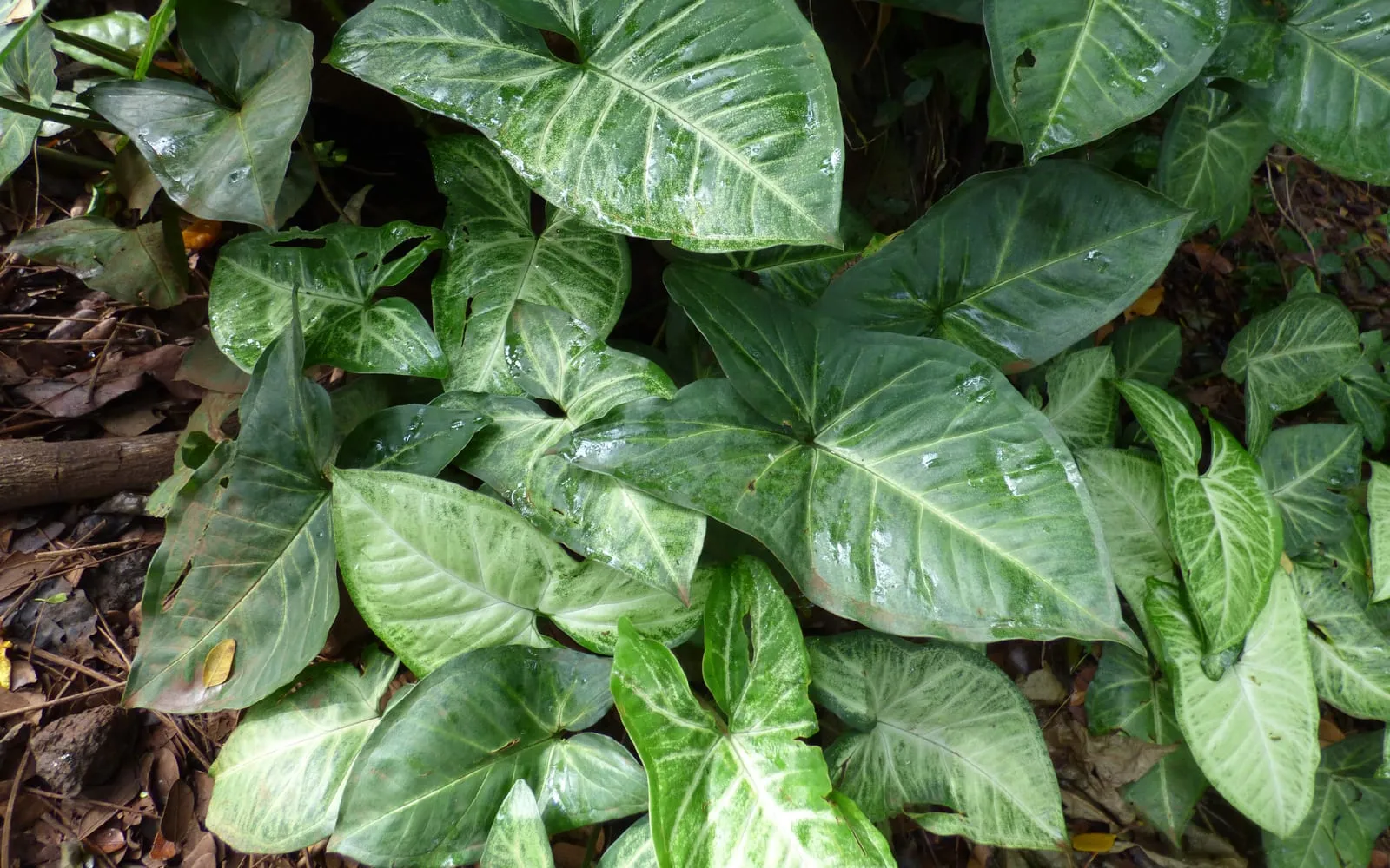 Arrowhead syngonium leaves with pale centres and dark green margins covering the ground