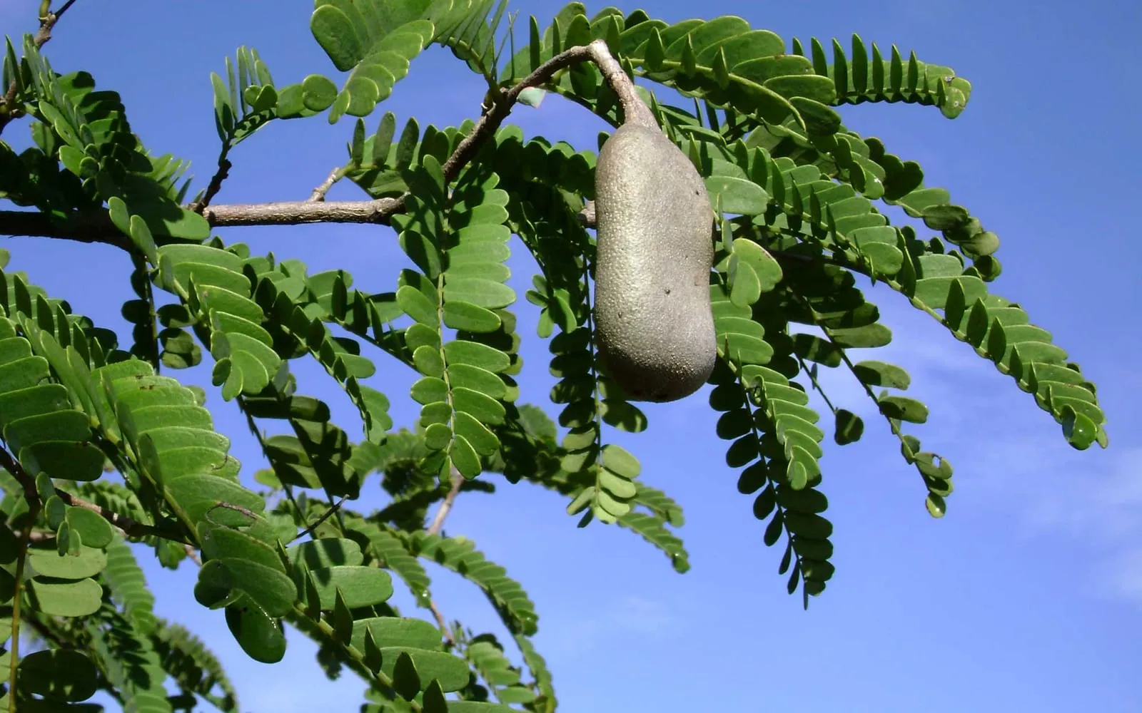 A tamarind pod hanging among the fine feathery pinnate leaves against a blue sky