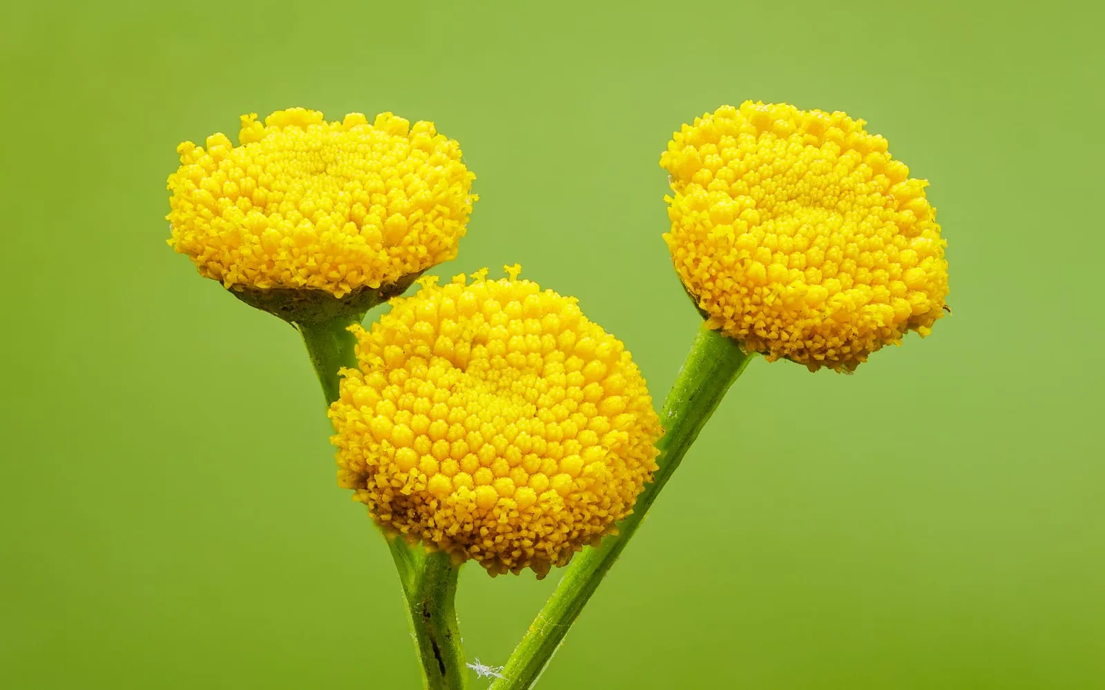 Clustered flat, button-like yellow tansy flowers without petals